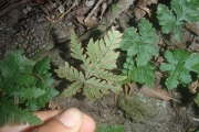 <strong>Doryopteris concolor - Ramon, Laurence - 95</strong><br />© Ramon, Laurence